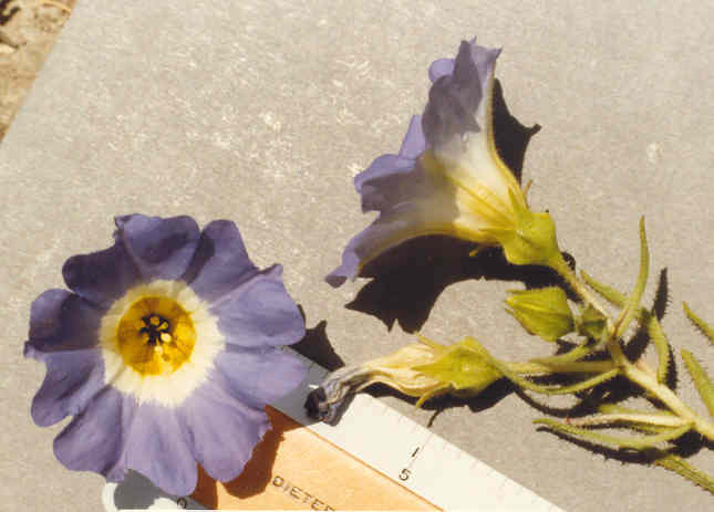 Nolana acuminata Miers